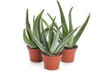 PLANT SUCCULENT ALOE ASSORTED 17CM (CND)