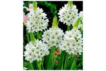AMARYLLIS ASSORTED FLOWER BULB OUTDOOR PLANT 15CM