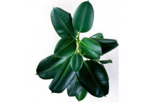 PLANT IND FOLIAGE  FICUS ABIJAN 3PP 24CM