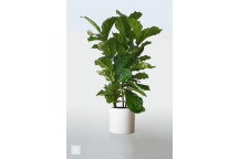 FOLIAGE FICUS LYRATA BAMBINO INDOOR PLANT 14CM