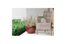 FOLIAGE CORDYLINE INDOOR PLANT 22CM
