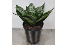 PLANT SUCCULENT SANSEVIERA TRIVASCIATA HANII (VARIGATED) 12CM