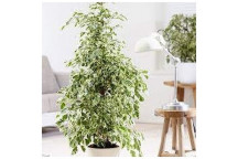 PLANT INDOOR FOLIAGE BEGONIA IRON CROSS WITH CRAFT POT 14CM