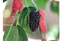 ALATA WILD PEPPER TREE PLANT 20L