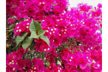 PLANT CLIMBER BOUGAINVILLEA ASSORTED STAKED 21CM