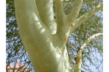 PLANT TREE ACACIA XANTHOPHOEA FEVER TREE 20L