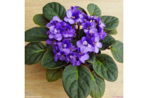 AFRICAN VIOLET SAINPAULIA FLOWER INDOOR PLANT 10CM