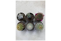DECORATIVE CACTUS SUCCULENT PLANT 7,5CM POT