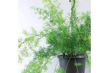 PLANT INDOOR FOLIAGE SCHEFFLERA GOLD CAPELLA 23CM