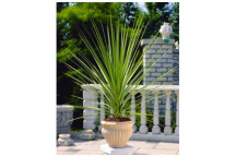 DOUBLE STANDARD FREYLINIA FRUITICOSA BLUE BELLS SHRUB PLANT 15L