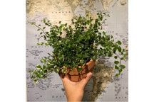 PLANT INDOOR FOLIAGE FICUS BENJAMINA STD 9L