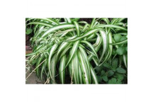 PLANT IND FOLIAGE HEN & CHICK CHLOROPHYTUM COMOSUM IRISH 20CM H/B
