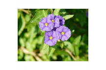 PLANT OUTDOOR SHRUB ESCALLONIA PINK PRINCESS 21CM