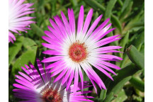 ASSORTED SUCCULENT 10 PACK