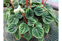 MICROSORUM PUNCTATUM GREEN FLAME FOLIAGE INDOOR PLANT 23CM