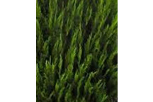 PLANT SHRUB JUNIPERUS SCOPULORU SKYROCKET 43L