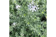 WESTRINGIA WHITE (AUS ROSEMARY) SHRUB PLANT 21CM POT