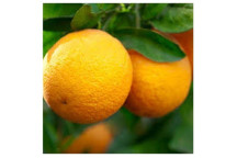 NULES CLEMINTINE NAARTJIE CITRUS FRUIT PLANT 9L