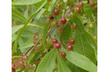 PLANT TREE SEARSIA LUCIDA (RHUS) 17CM