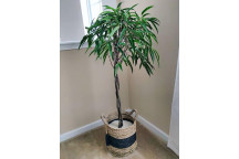 FICUS MOCLAIME BRAIDED/PLATTED FOLIAGE INDOOR PLANT 19-20CM