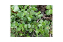 PLANT SUCCULENT SPEKBOOM PORTULACARIA AFRA PROSTRATA AUREA 17CM
