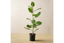 PLANT INDOOR FOLIAGE FICUS ELASTICA AUDREY 14CM POT WILD FIG