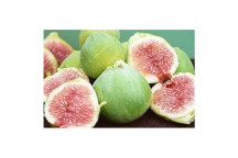 FIG FRUIT PLANT ASSORTED 20L
