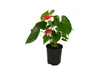 ANTHURIUM RED INDOOR FLOWER PLANT 14CM