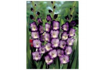 RANUNCULUS PINK BULB FLOWER PLANT 25PACK