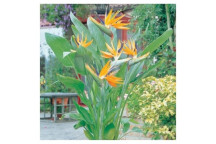 AN ICONIC EVERGREEN SHRUB ADMIRED FOR ITS STRIKING, CRANE-LIKE FLOWERS AND BOLD