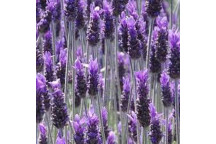 LAVANDULA ANG. MARGARET ROBERTS SHRUB PLANT 17CM