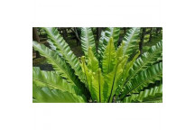 FOLIAGE DRACAENA COMPACTA TIPS INDOOR PLANT 15CM