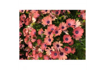 MAGIC CAPE DAISY OSTEOSPERMUM ROSE GROUND COVER PLANT 17CM