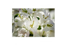 PLANT CLIMBER BOUGAINVILLEA ASSORTED STAKED 15L