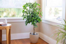 PLANT CLIMBER FICUS PUMILA TICKY CREEPER 17CM