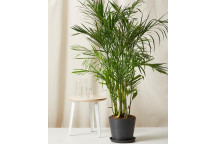 BAMBOO PALM FOLIAGE INDOOR PLANT 23CM