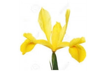 YELLOW DUTCH IRIS 25PACK