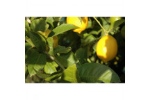 PLANT FRUIT CITRUS LEMON EUREKA 5L