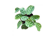 ALLIANCE CALATHEA FOLIAGE PLANT ASSORTED 14CM POT