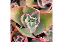 PLANT SUCCULENT ECHEVERIA BLUE BALLOON 12CM