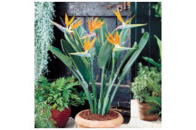PLANT SHRUB STRELITZIA REGINAE 9L