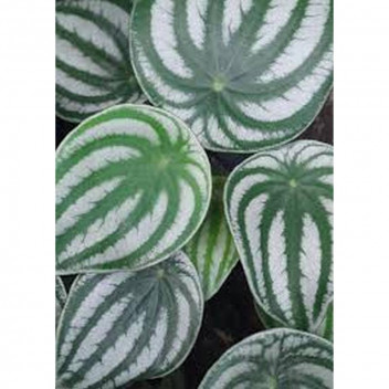 PLANT IND FOLIAGE HOMALOMENA CAMOUFLAGE 15CM