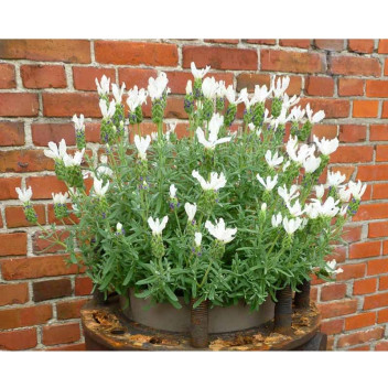 LAVANDULA STOECHAS \'ANOUK WHITE\' HERB PLANT 17CM POT