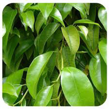 FOLIAGE FICUS BENJAMINA BUSH INDOOR PLANT 42CM