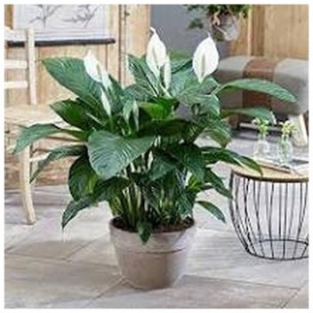 SPATHIPHYLLUM FLOWER INDOOR PLANT 19CM