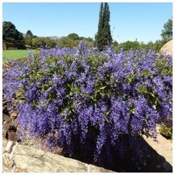 SANDPAPER VINE PETREA PURPLE CLIMBER 9L