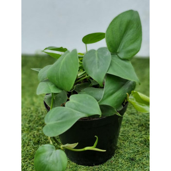 PLANT INDOOR FOLIAGE PHILODENDRON BIPINNATAFIDUM NARROW GOLDEN 23CM