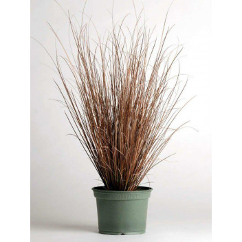NEW ZEALAND HAIR/SEDGE CAREX RED ROOSTER GRASS PLANT