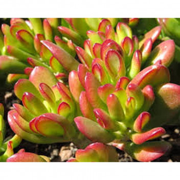 PLANT SUCCULENT CRASSULA PERFORATA 16CM H/B
