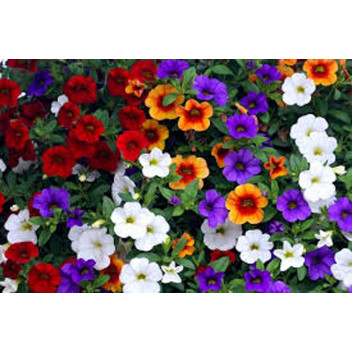 PLANT FLOWER MILLION BELLS CALIBRACHOA ASSORTED 27CM H/BASKET